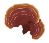 Reishi