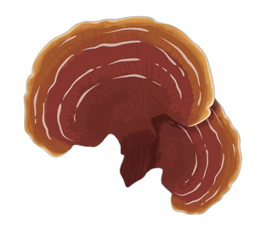 Ganoderma Lucidum — Reishi