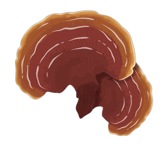 Ganoderma Lucidum — Reishi
